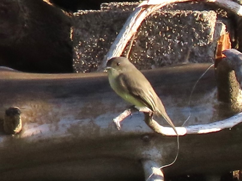 Eastern Phoebe - ML624181082