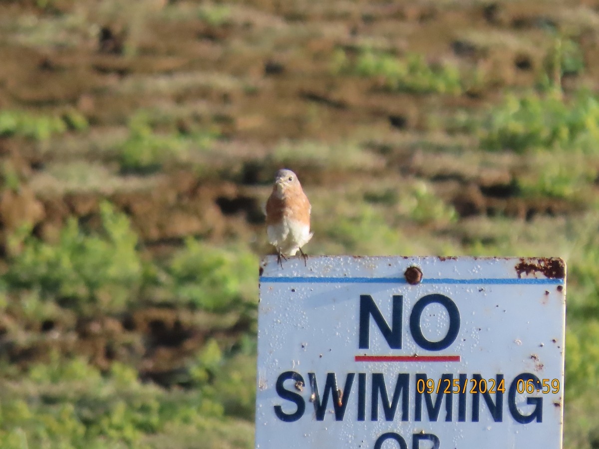 Eastern Bluebird - ML624181097