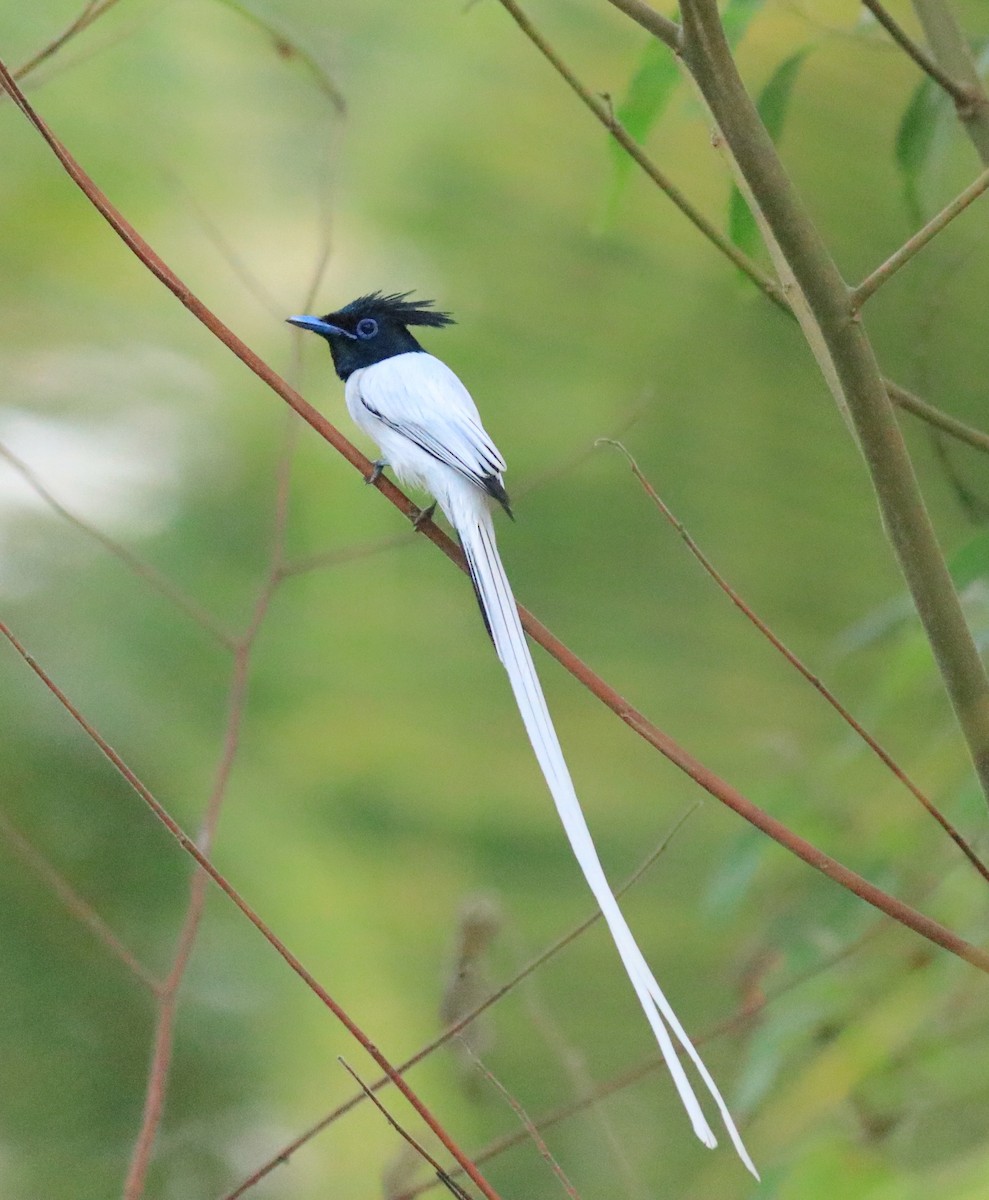 Indian Paradise-Flycatcher - ML624181099