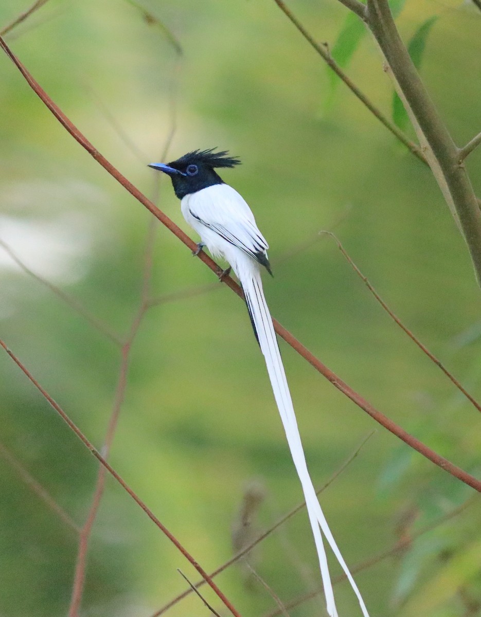 Indian Paradise-Flycatcher - ML624181100