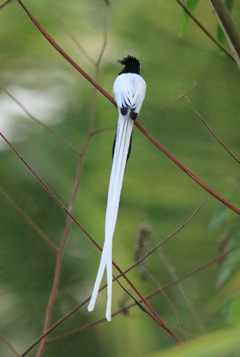 Indian Paradise-Flycatcher - ML624181102