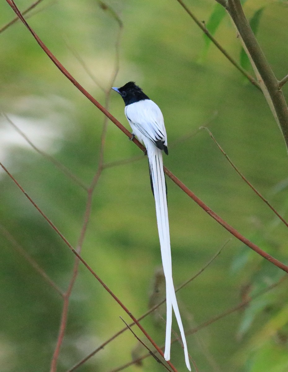 Indian Paradise-Flycatcher - ML624181103