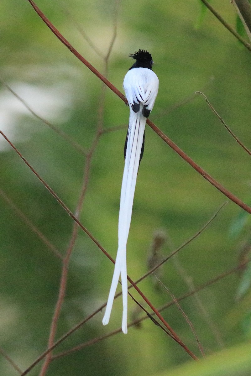 Indian Paradise-Flycatcher - ML624181104