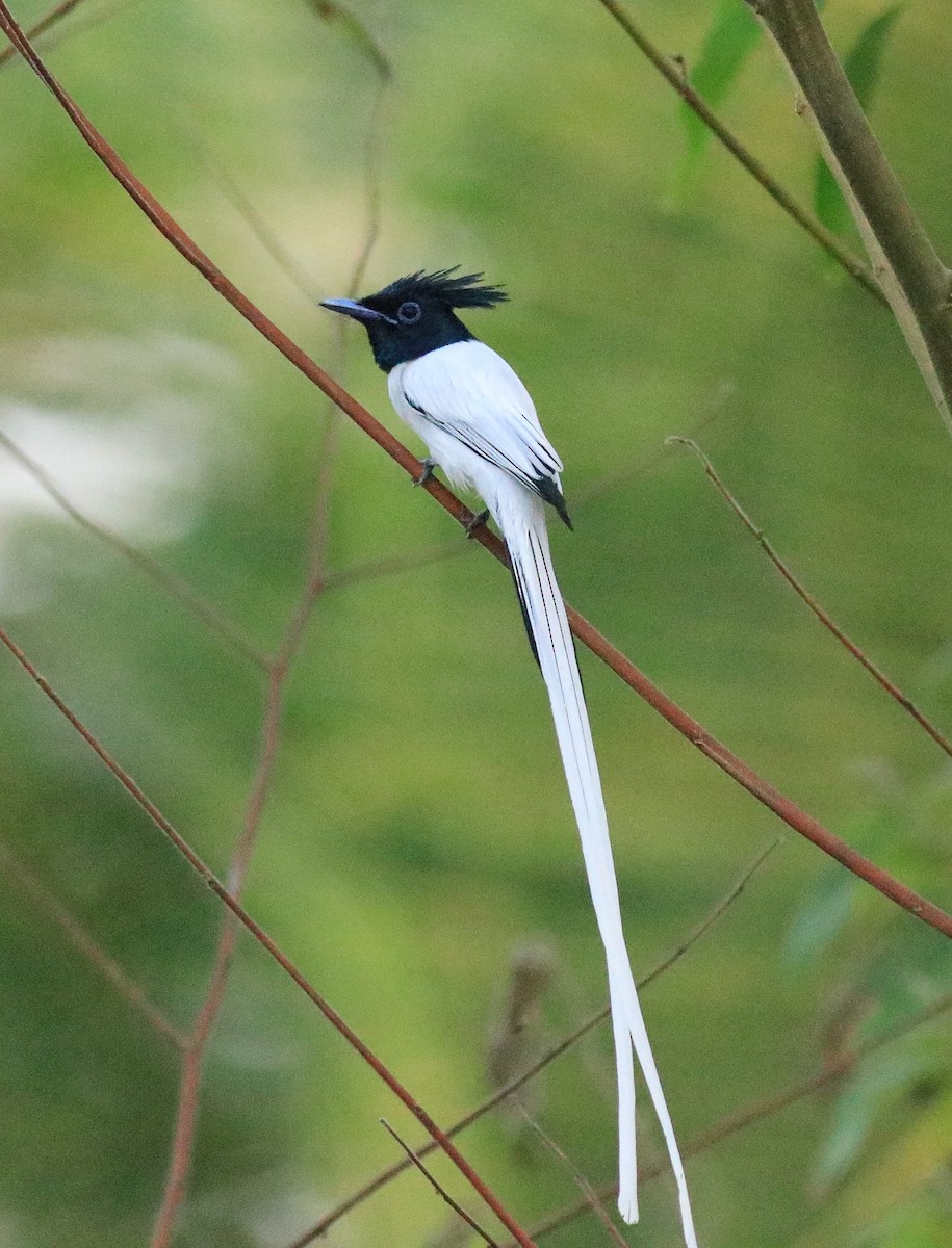 Indian Paradise-Flycatcher - ML624181105