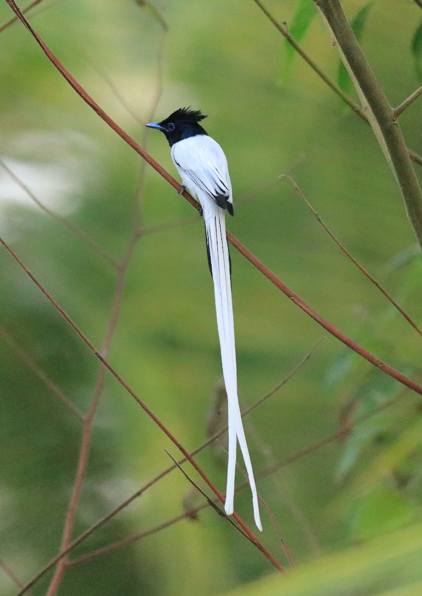 Indian Paradise-Flycatcher - ML624181106