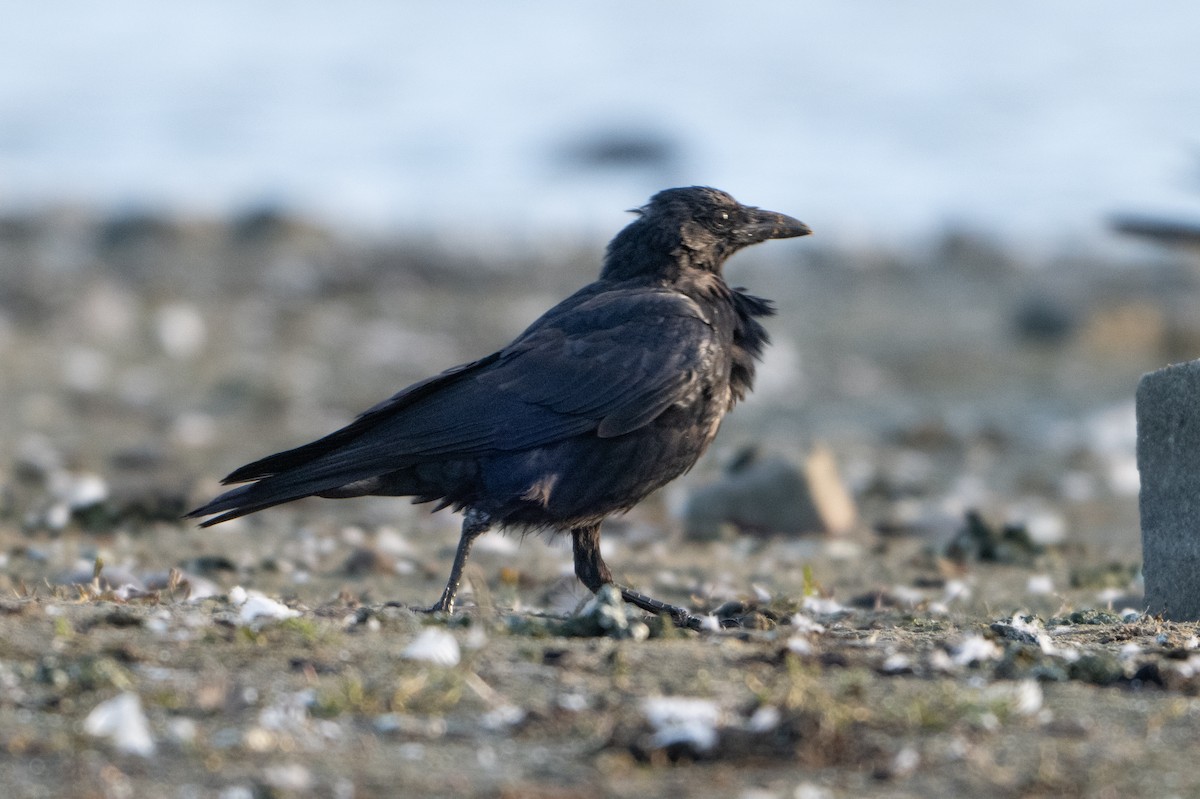 Carrion Crow - ML624181110