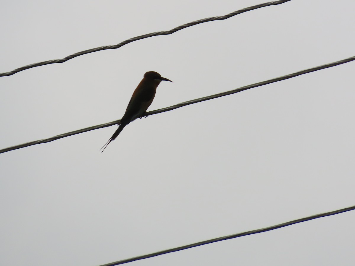 Blue-tailed Bee-eater - ML624181119