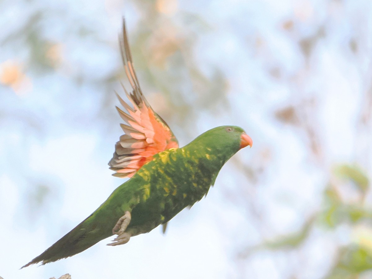 Scaly-breasted Lorikeet - ML624181120