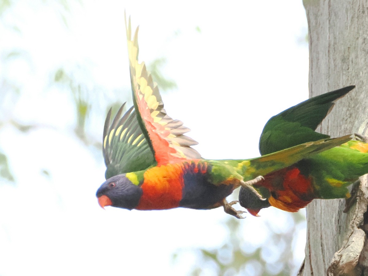 Rainbow Lorikeet - ML624181121