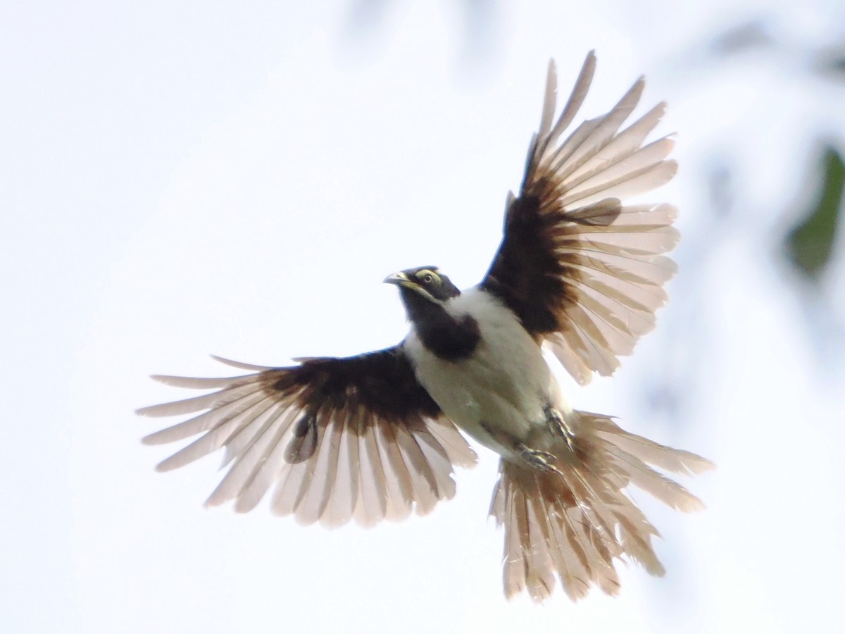 Blue-faced Honeyeater - ML624181123