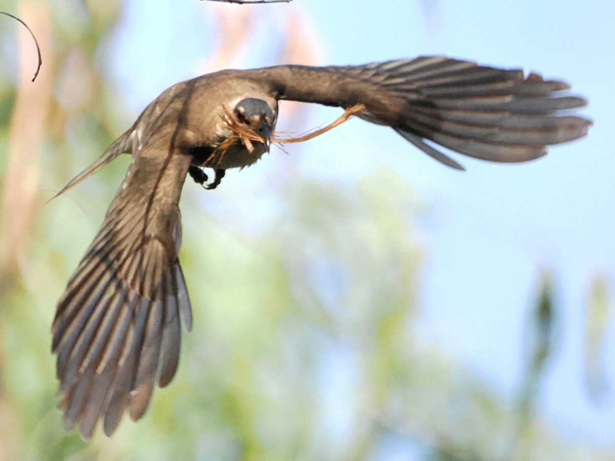 Noisy Friarbird - ML624181125