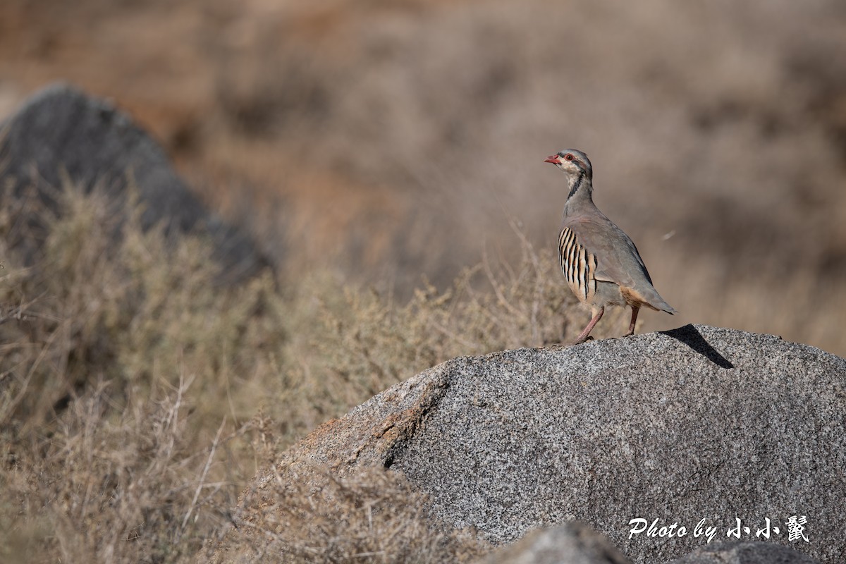 Chukar - ML624181126