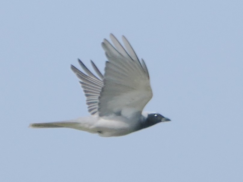 Black-faced Cuckooshrike - ML624181127