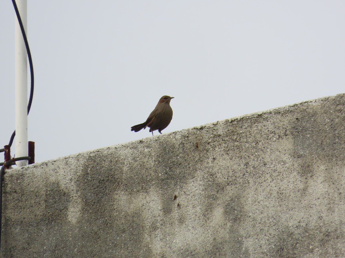 Indian Robin - ML624181128