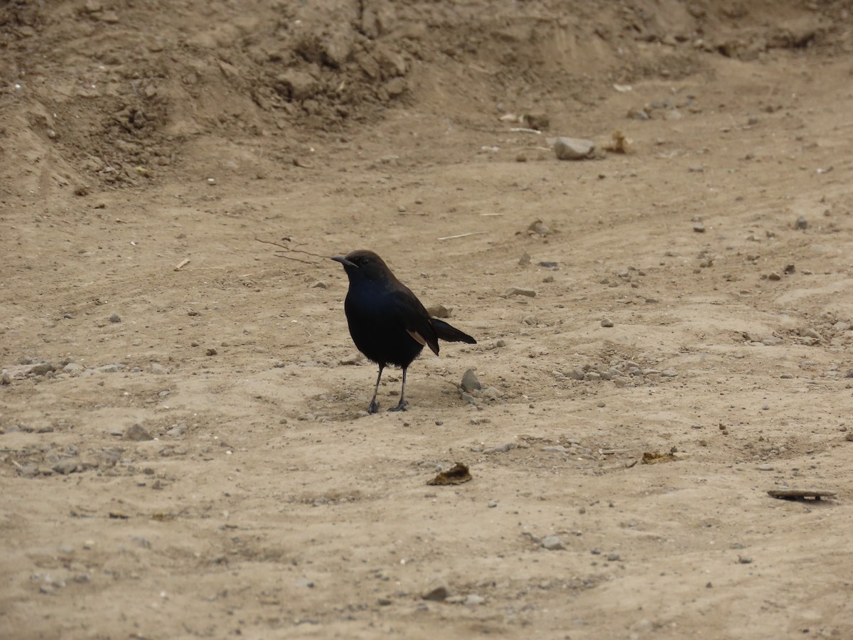 Indian Robin - ML624181129