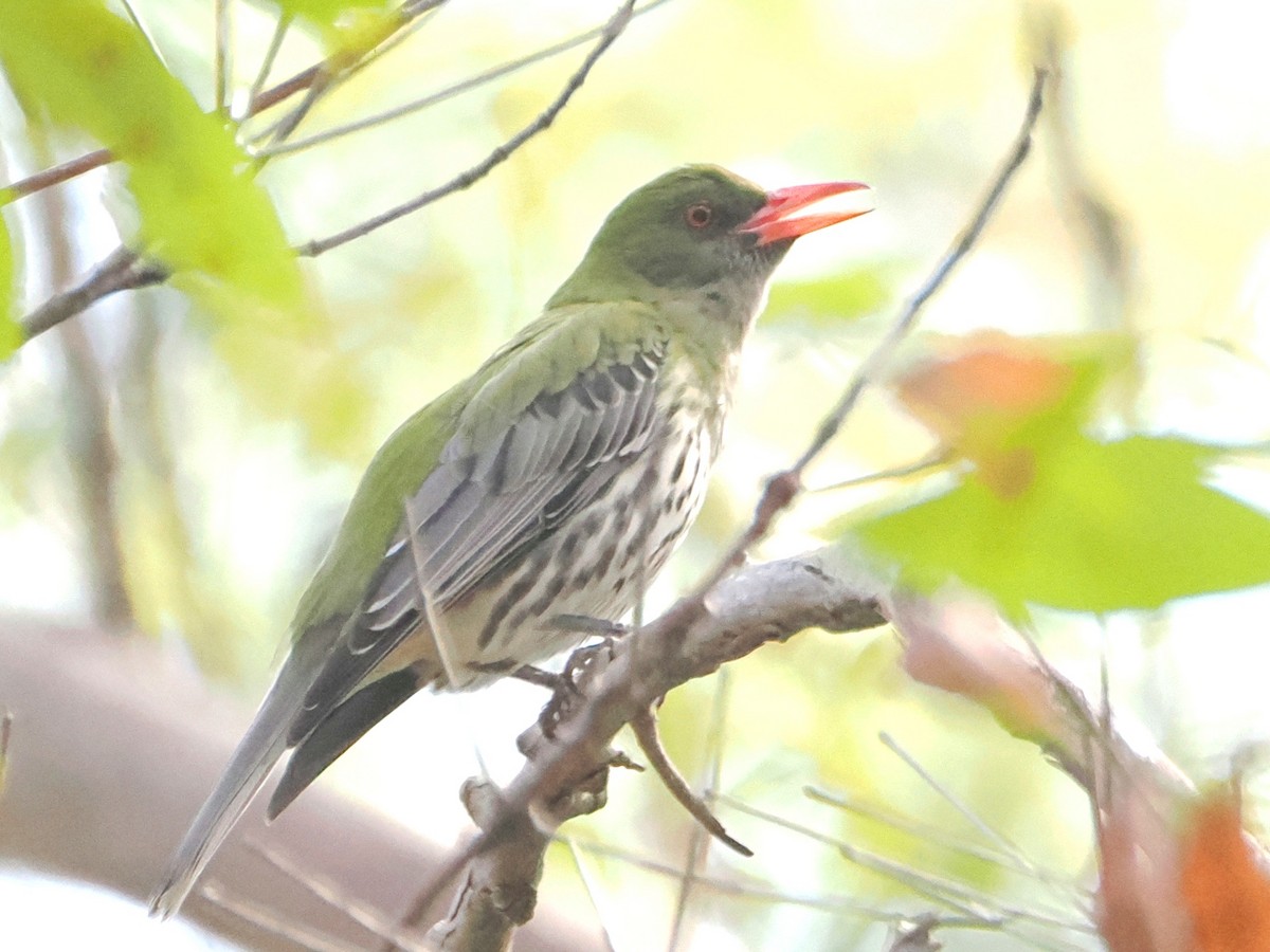 Olive-backed Oriole - ML624181130