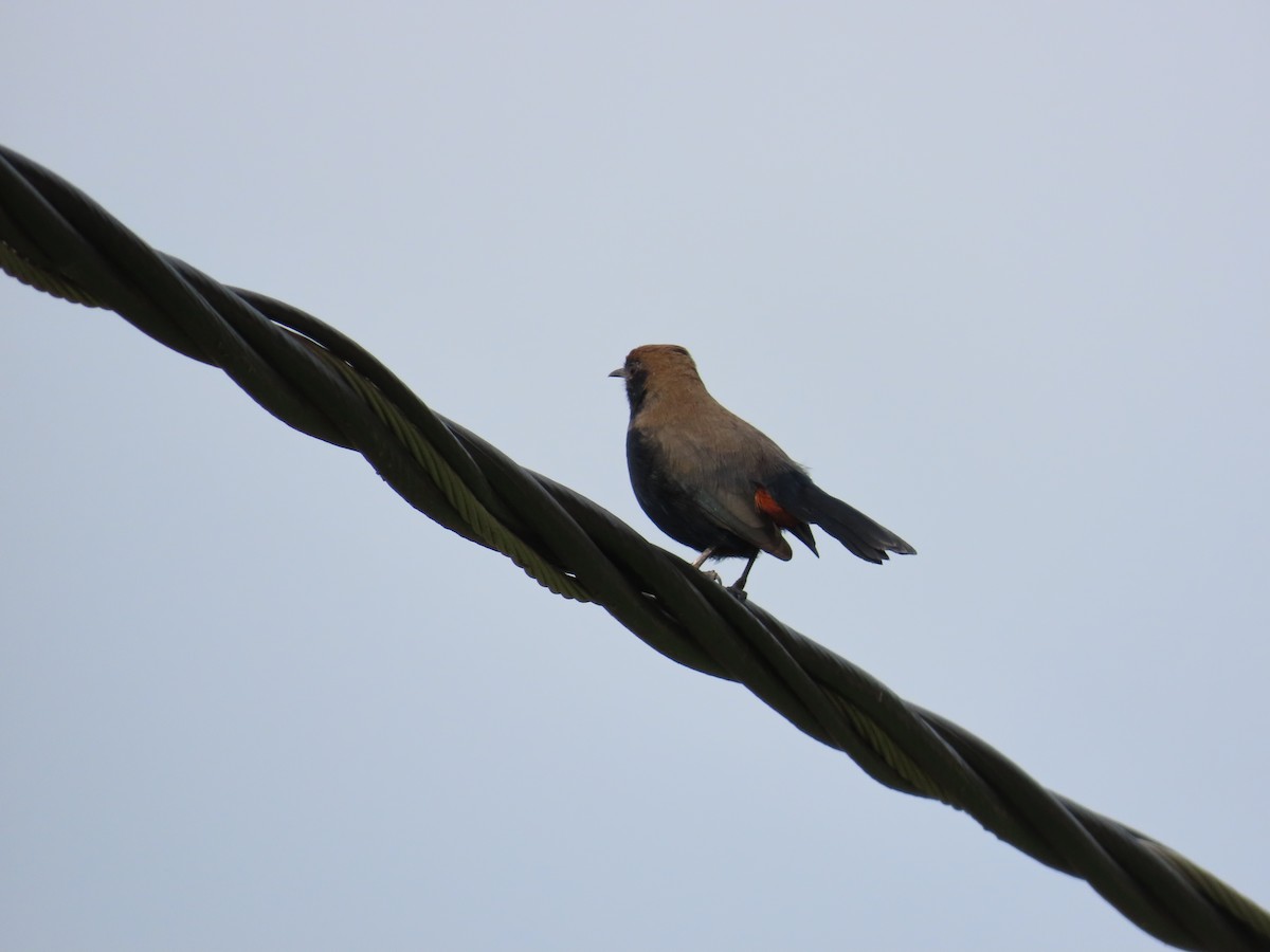 Indian Robin - ML624181131