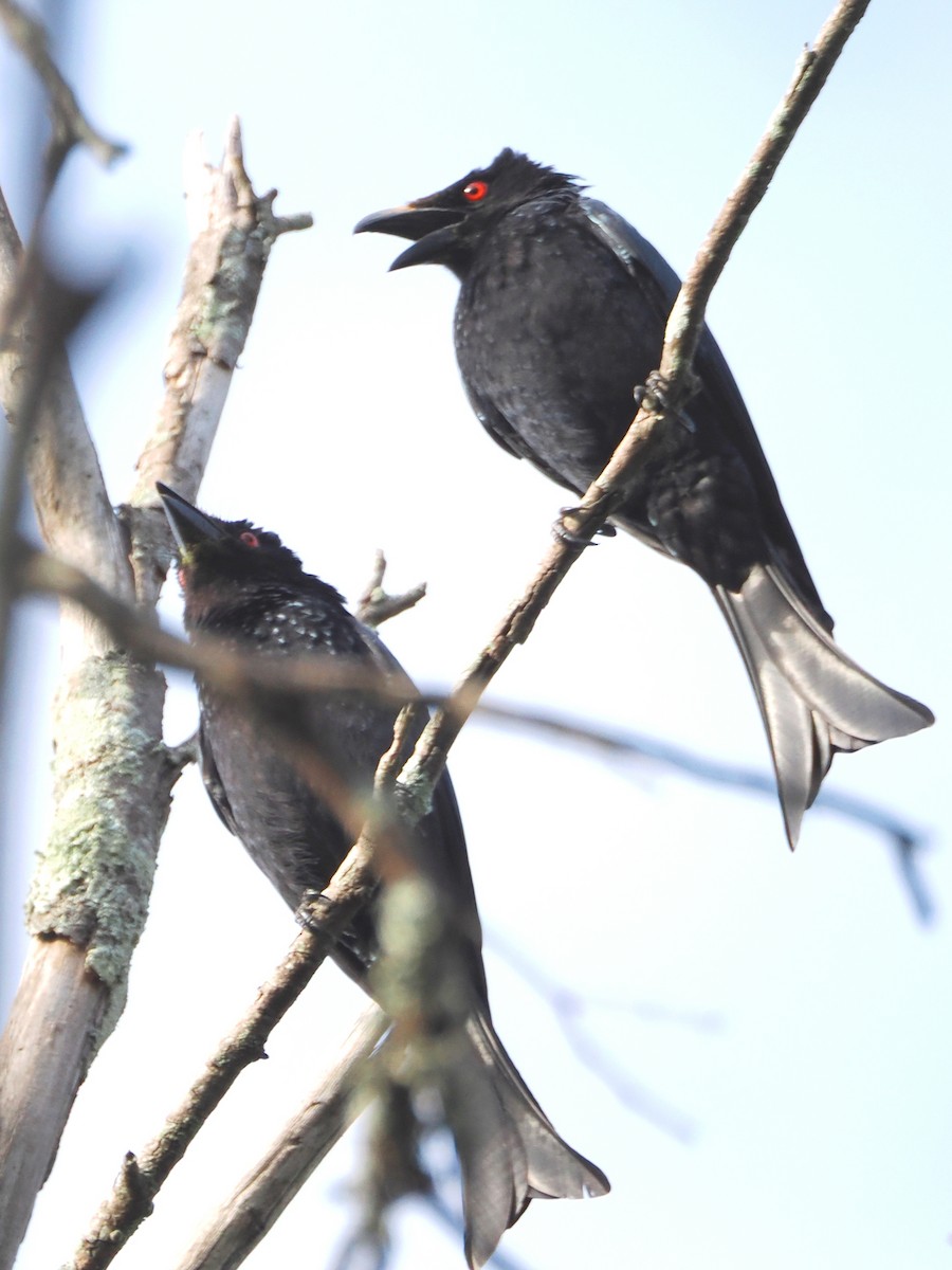 Spangled Drongo - ML624181132