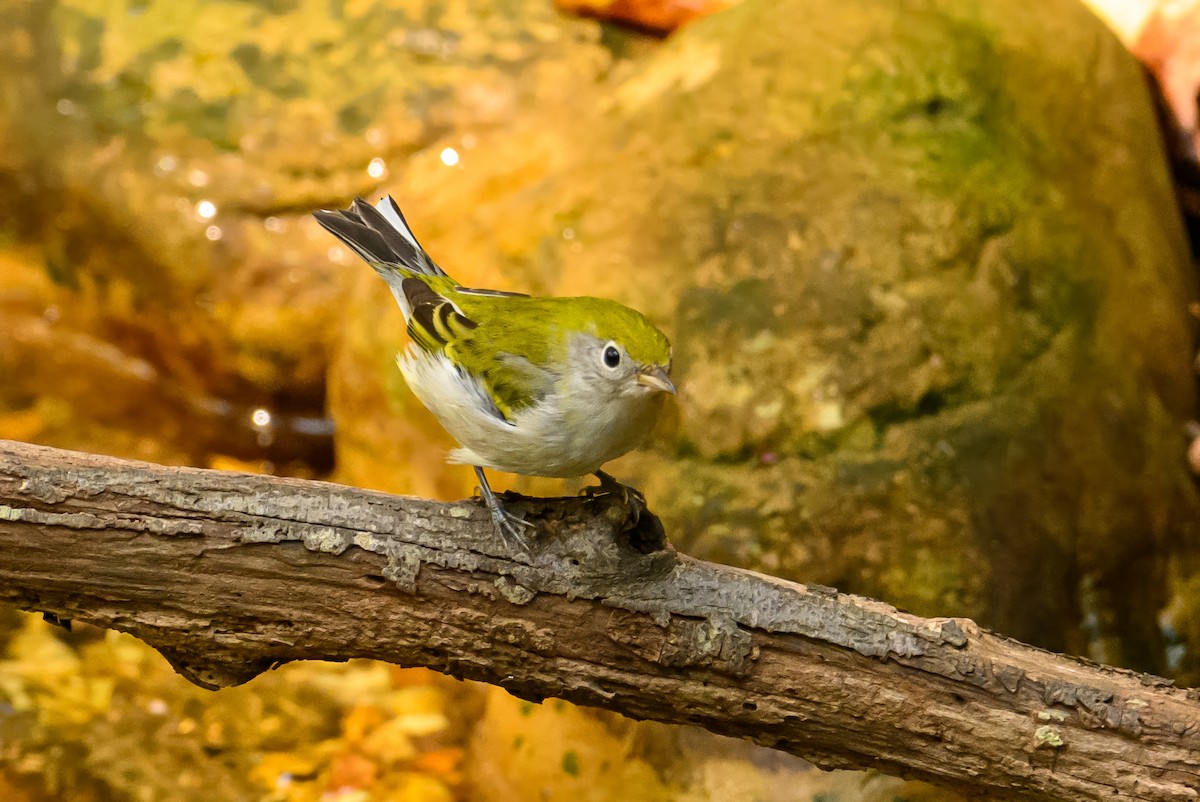 Chestnut-sided Warbler - ML624181145