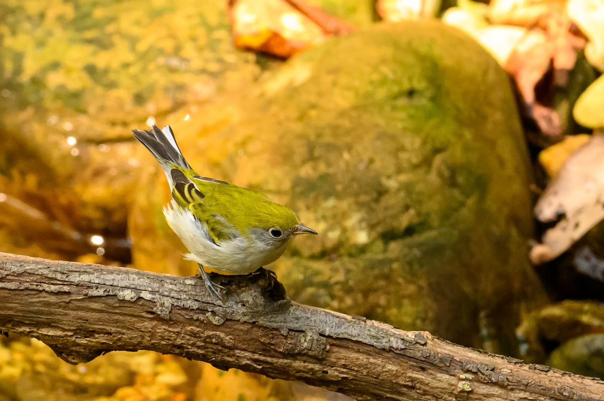 Chestnut-sided Warbler - ML624181146