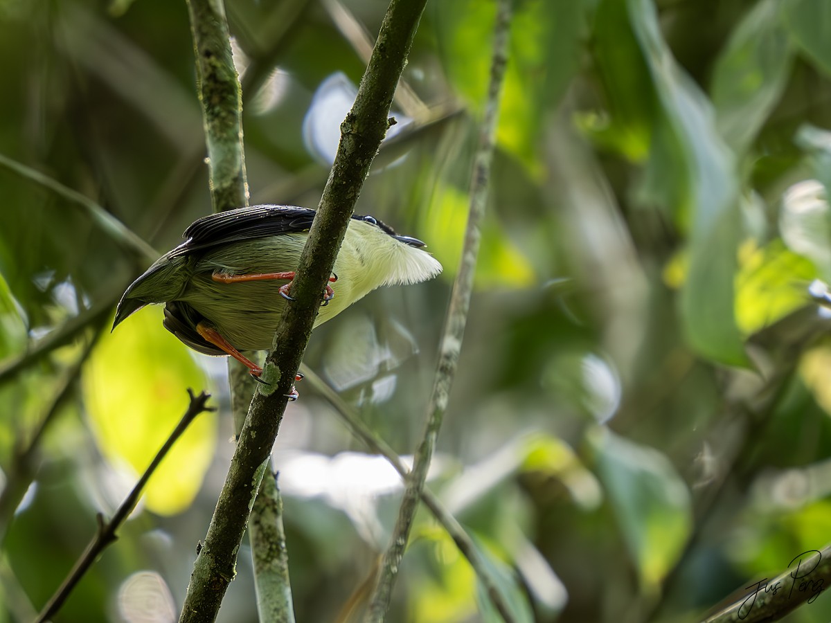 White-bearded Manakin - ML624181148