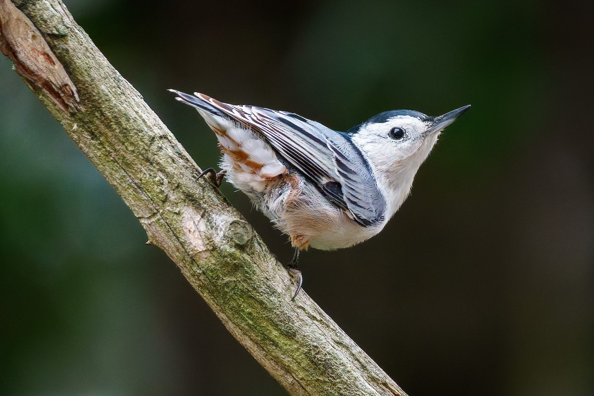 White-breasted Nuthatch - ML624181152