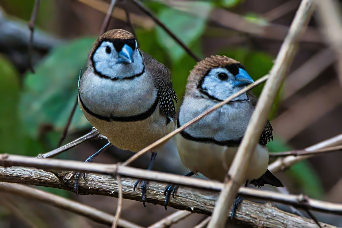 Double-barred Finch - ML624181153