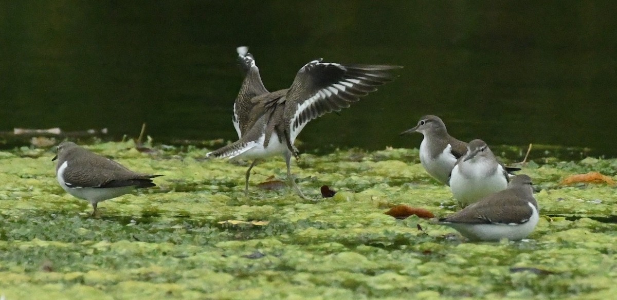 Common Sandpiper - Mike Puxley