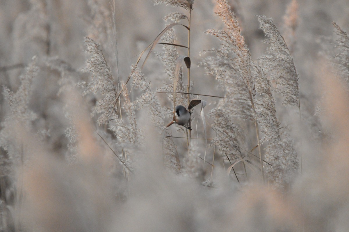 Bearded Reedling - ML624181159