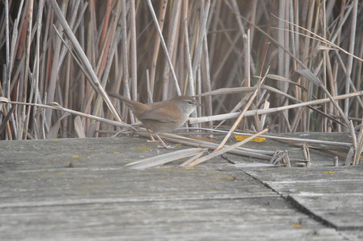 Cetti's Warbler - ML624181161