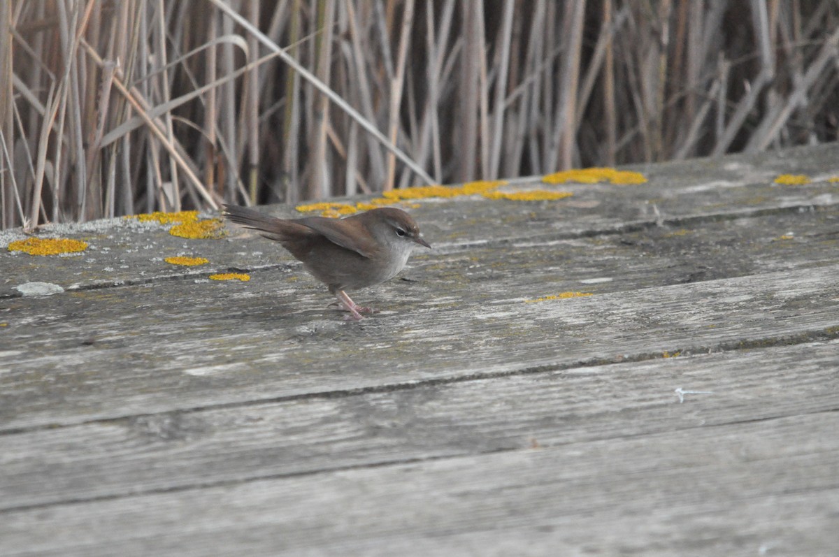 Cetti's Warbler - ML624181162