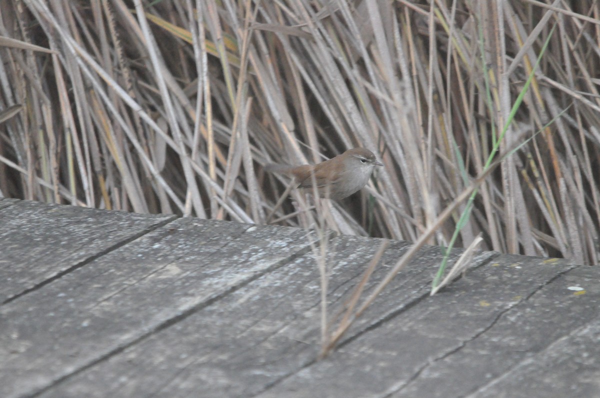 Cetti's Warbler - ML624181163