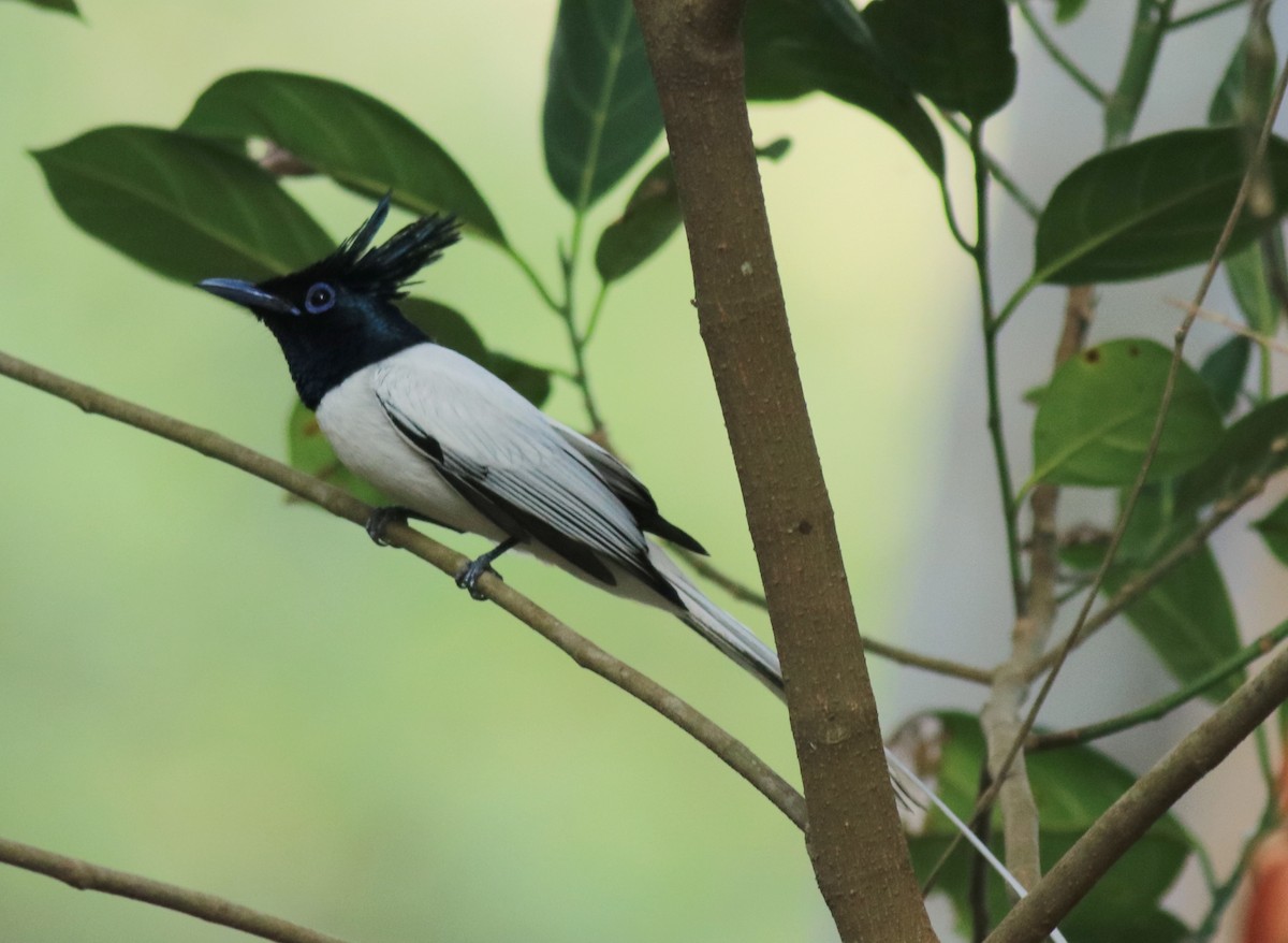 Indian Paradise-Flycatcher - ML624181166