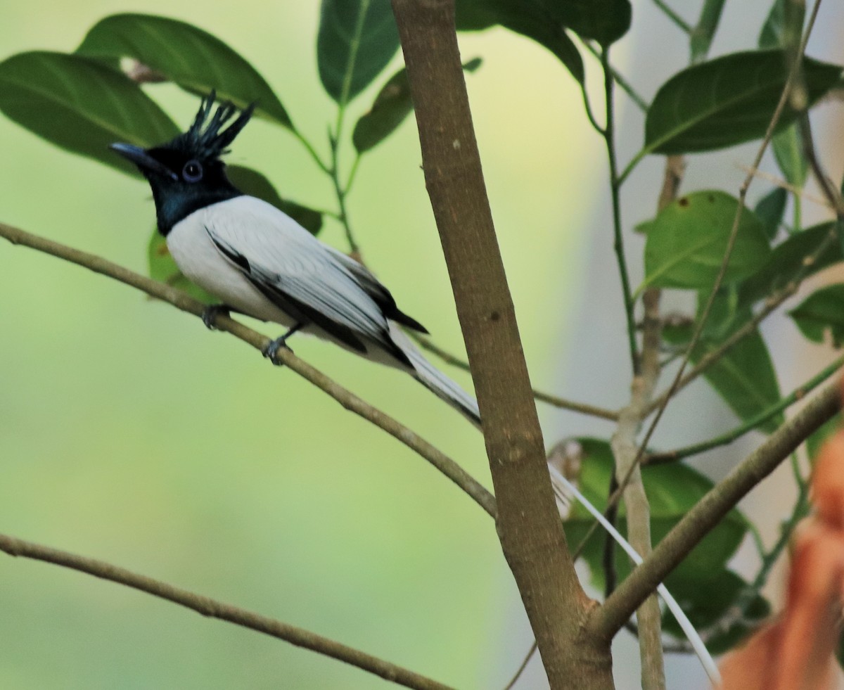 Indian Paradise-Flycatcher - ML624181167