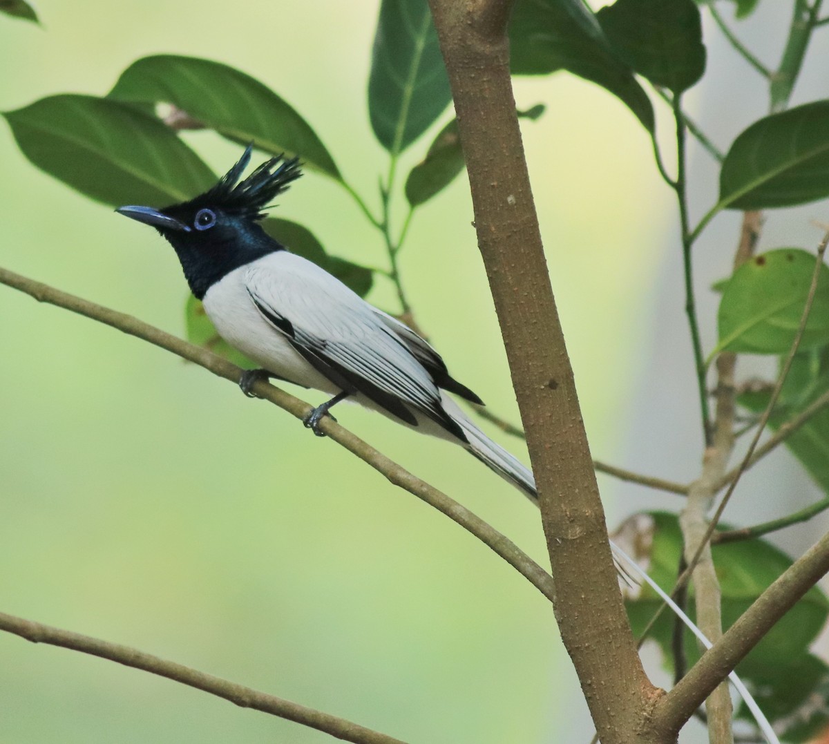 Indian Paradise-Flycatcher - ML624181168