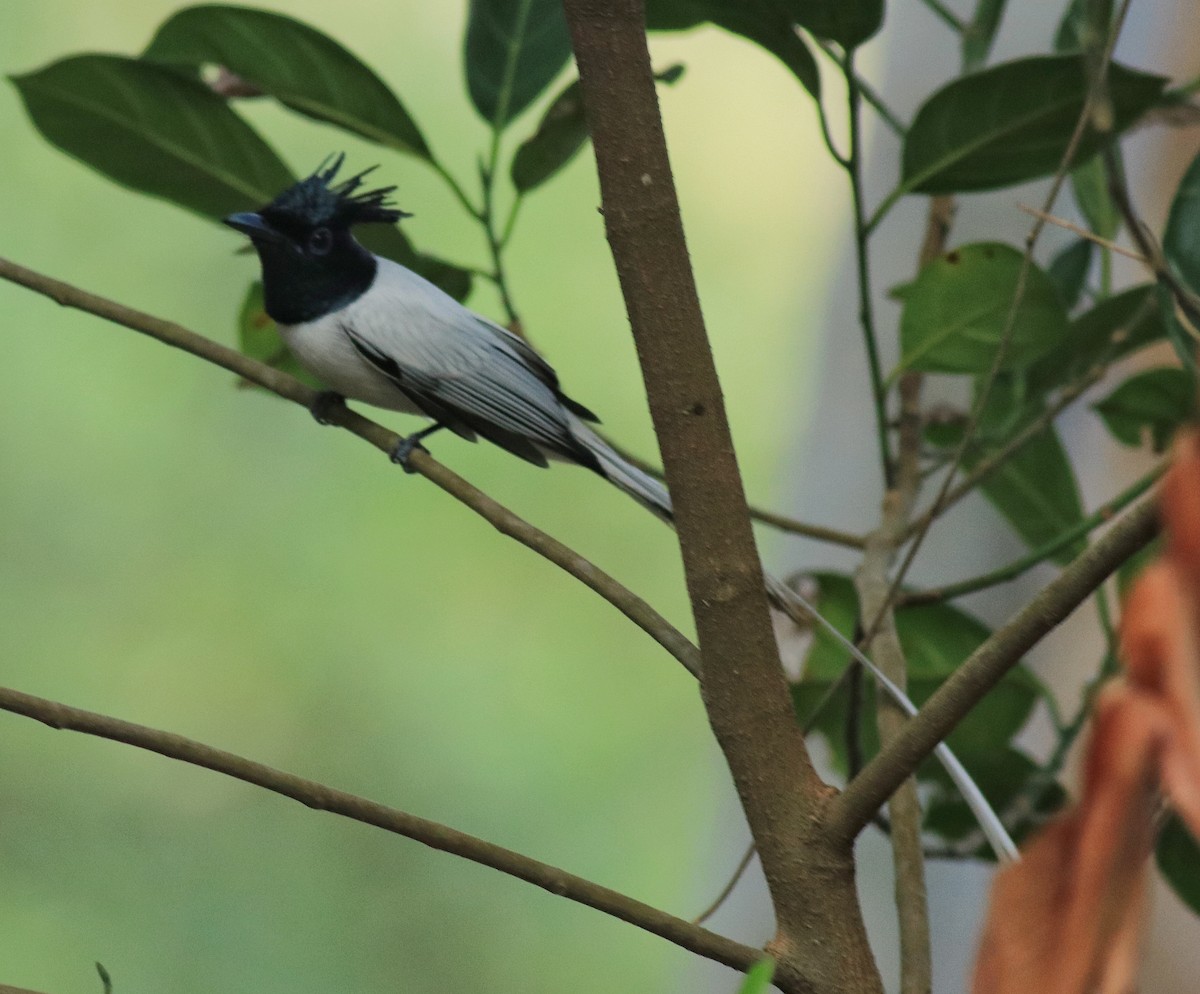 Indian Paradise-Flycatcher - ML624181169