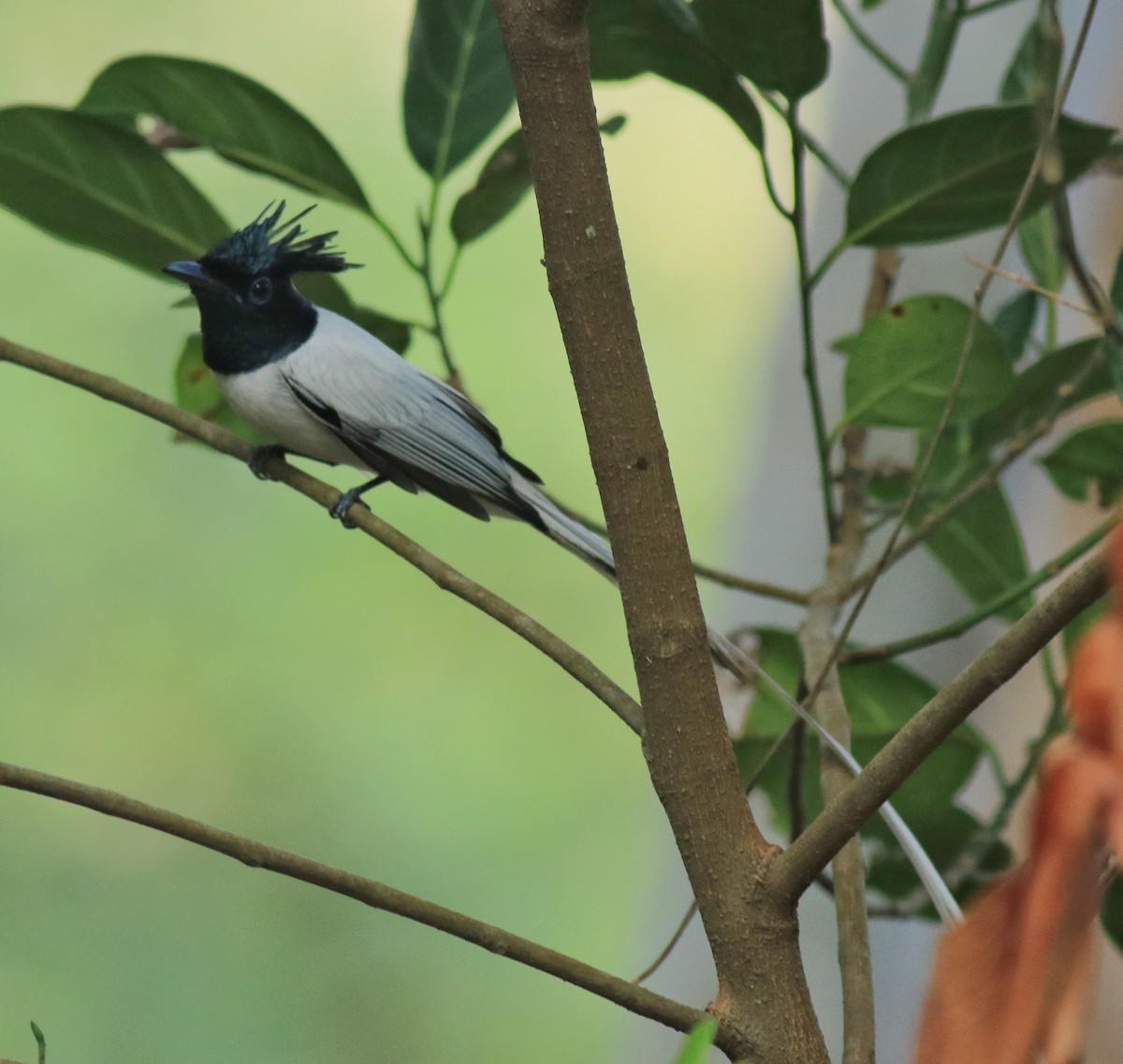 Indian Paradise-Flycatcher - ML624181170