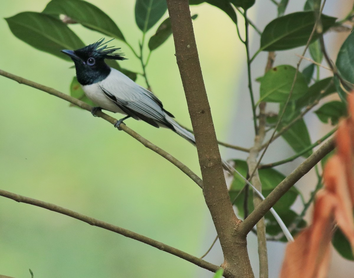 Indian Paradise-Flycatcher - ML624181171