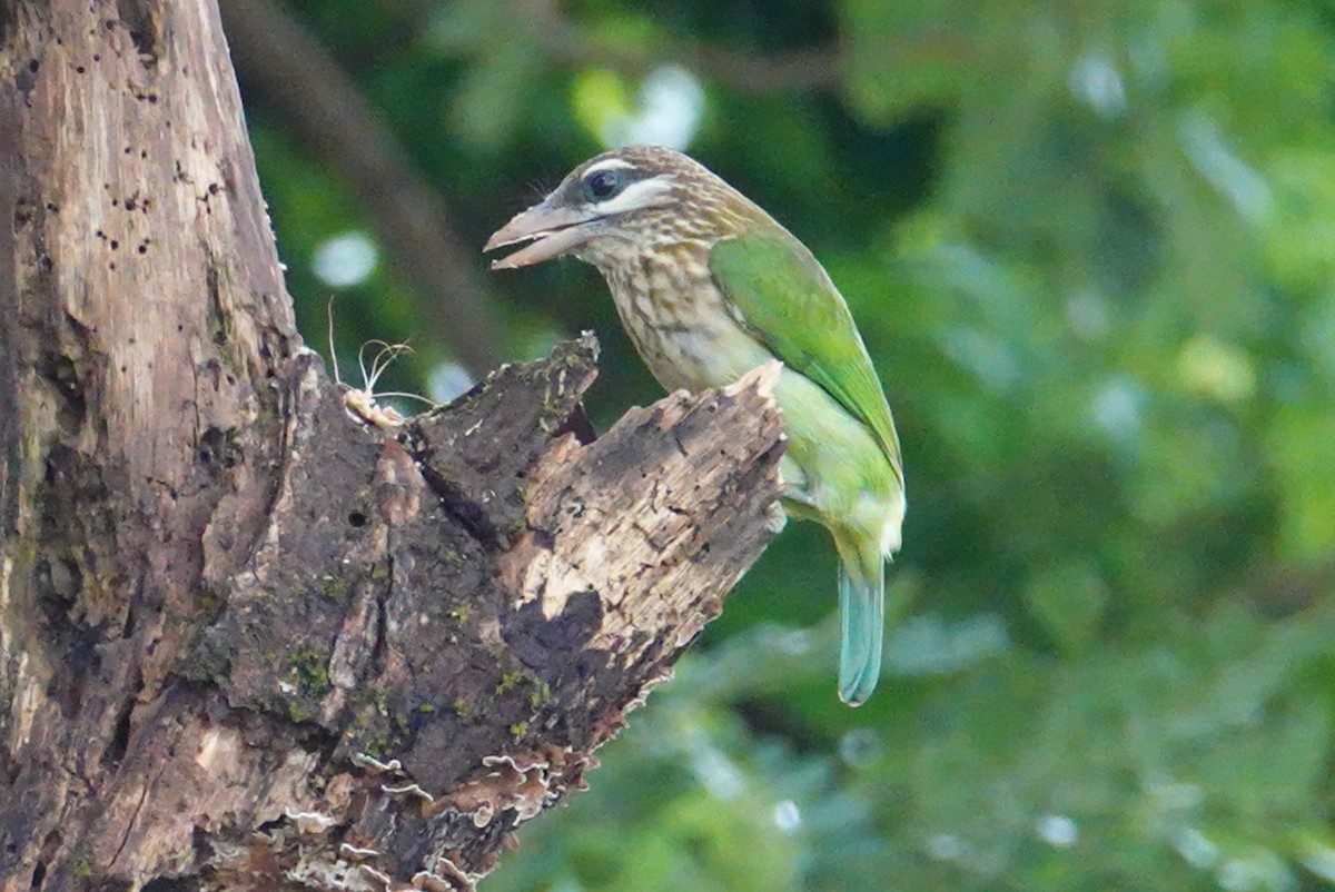 White-cheeked Barbet - Terry Pollock