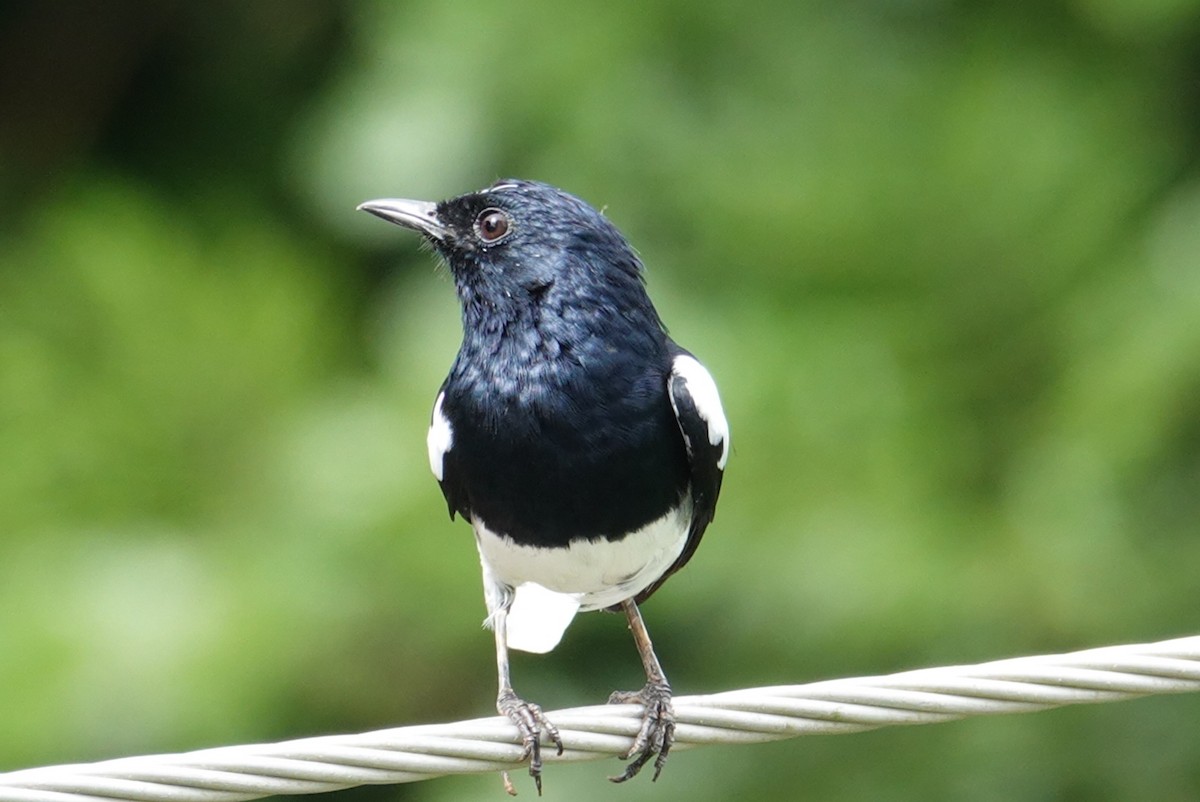 Oriental Magpie-Robin - ML624181180