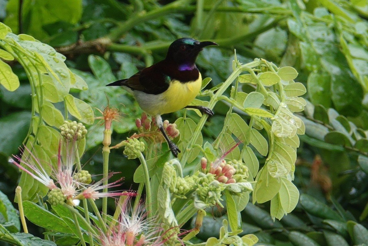 Purple-rumped Sunbird - ML624181181