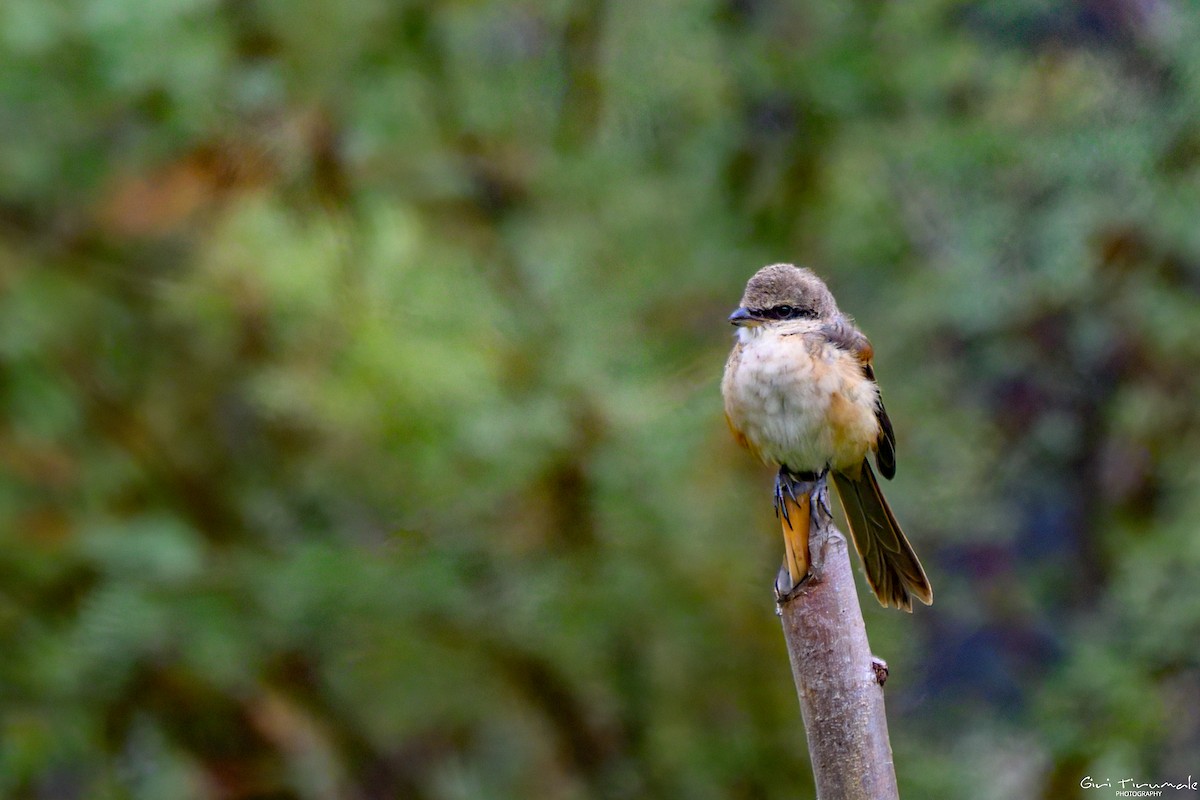 Long-tailed Shrike - ML624181183