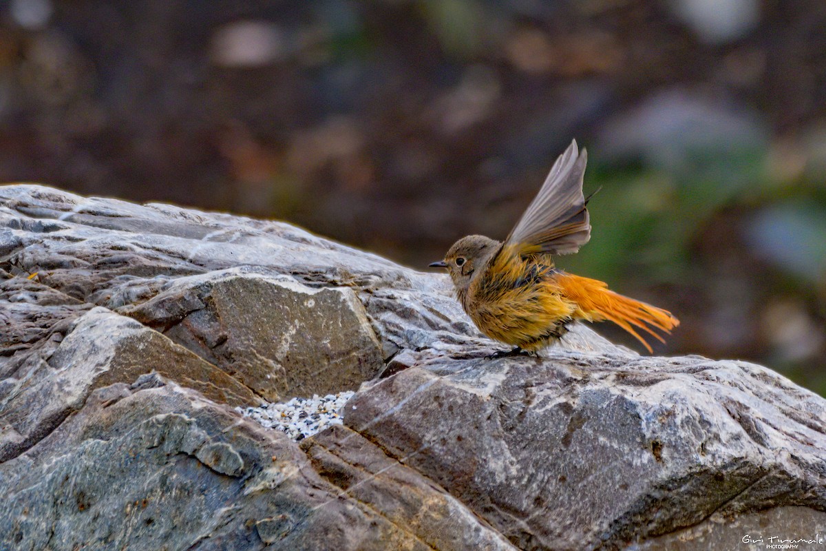 Black Redstart - ML624181184