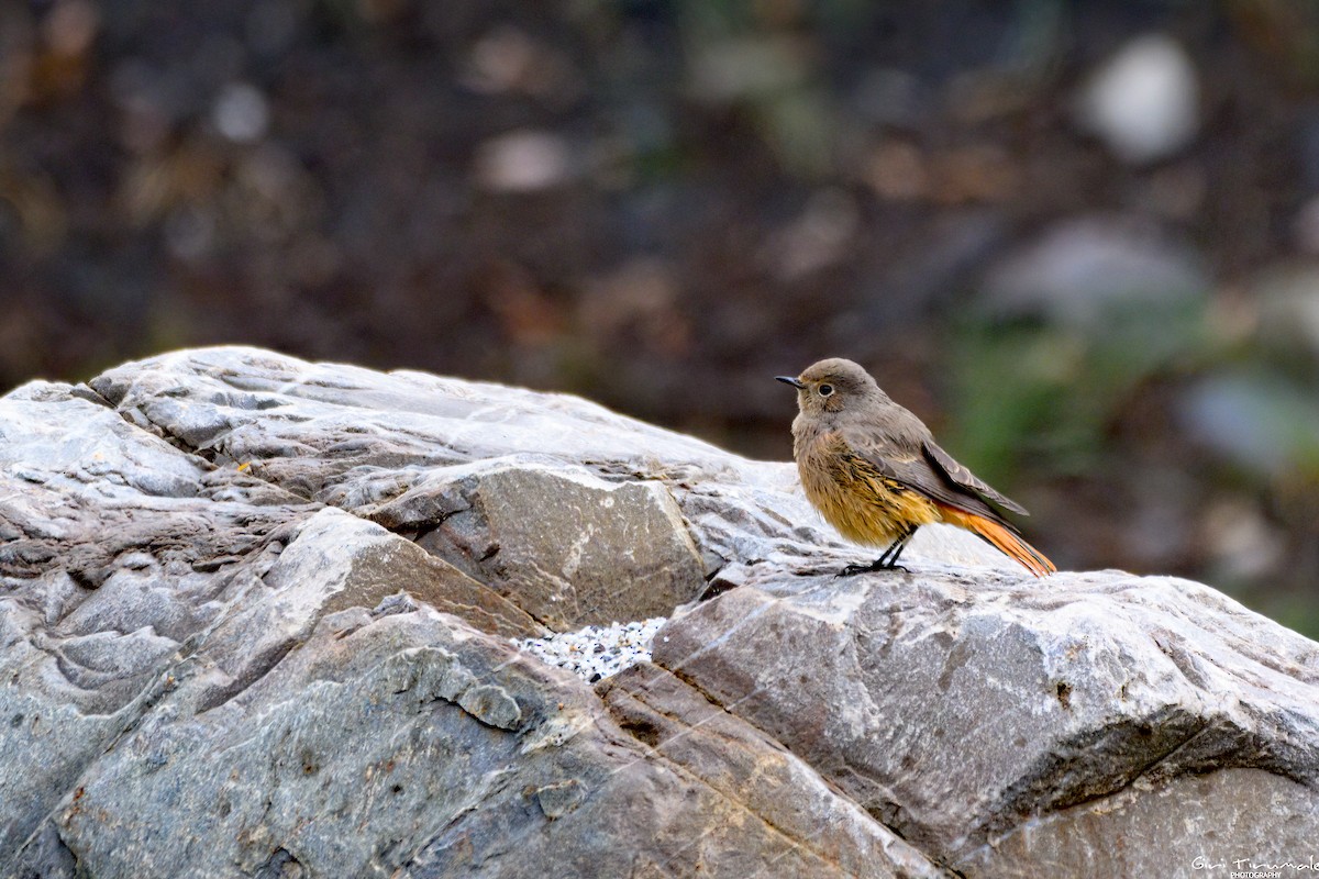 Black Redstart - ML624181185