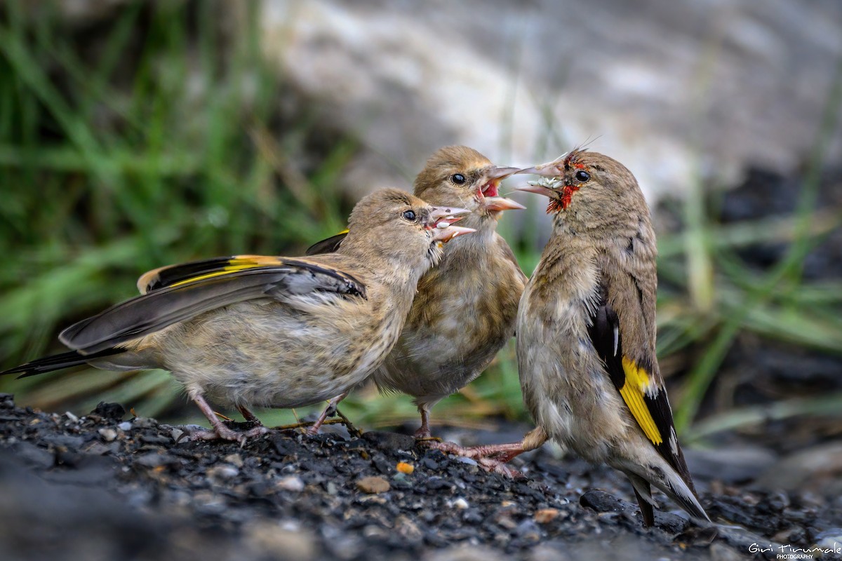 European Goldfinch - ML624181186