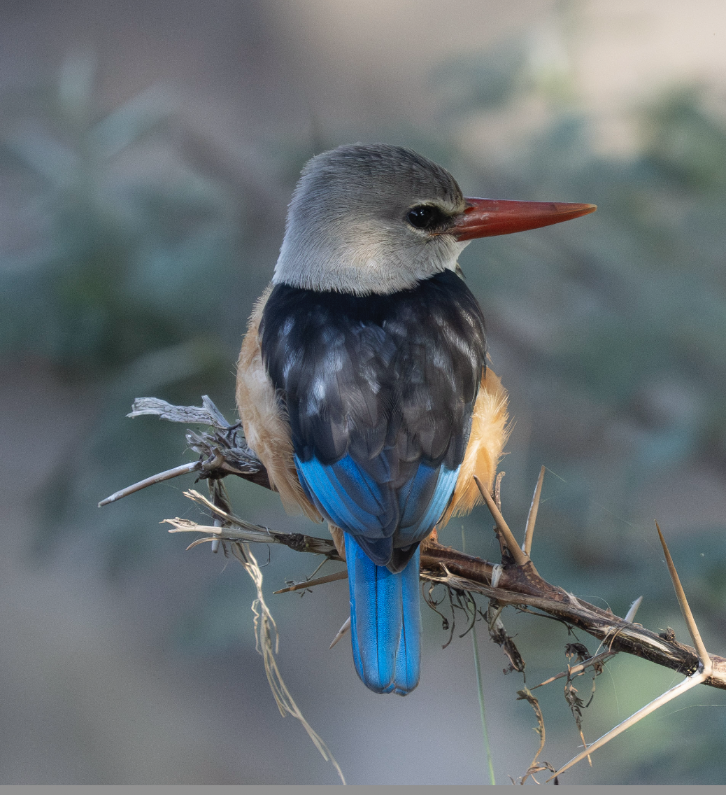 Gray-headed Kingfisher - Anonymous