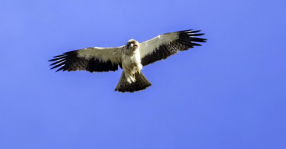 Booted Eagle - ML624181189