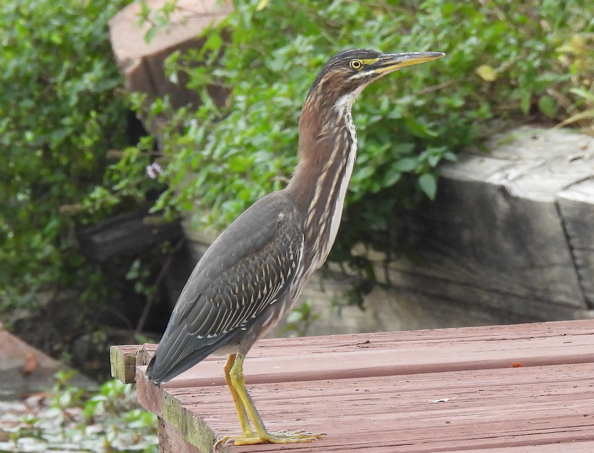 Green Heron - Carole Gall