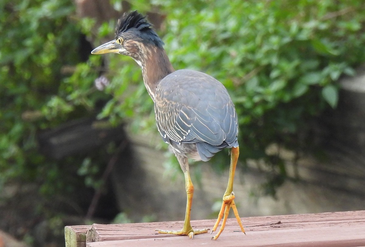 Green Heron - ML624181191