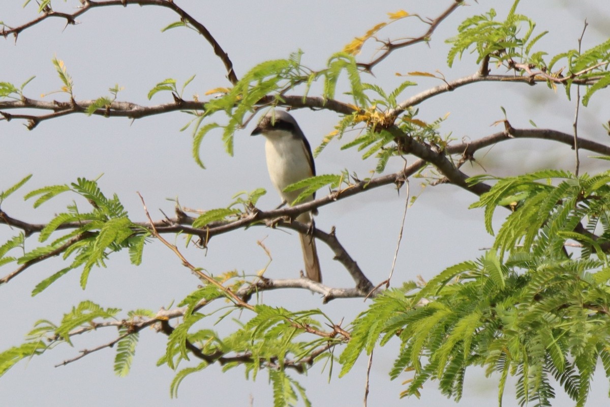 Bay-backed Shrike - ML624181192